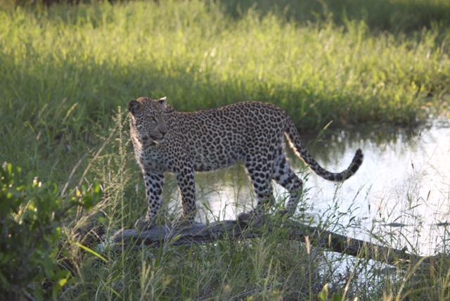 Villa Pungwe Safari Camp Riserva di Caccia Manyeleti Esterno foto